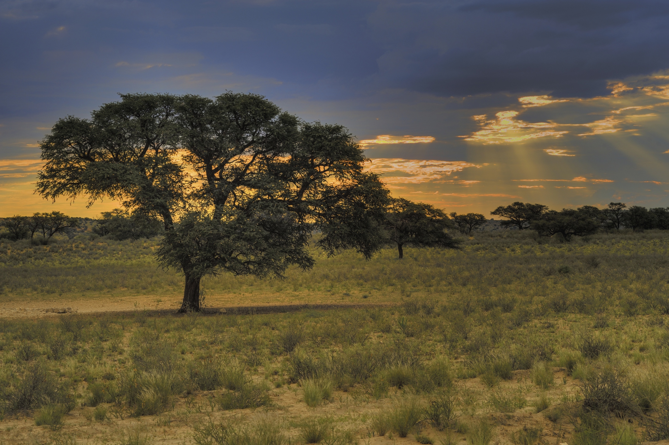 Die Kalahari (auch Kgalagadi) im Südlichen Afrika