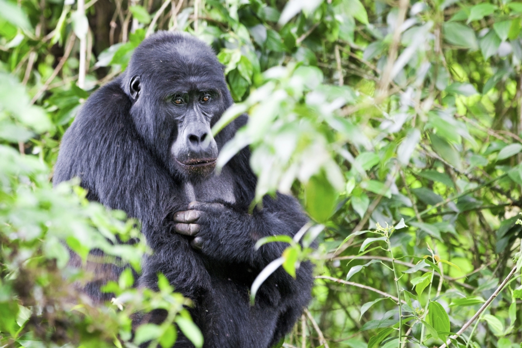 Uganda Reisebericht