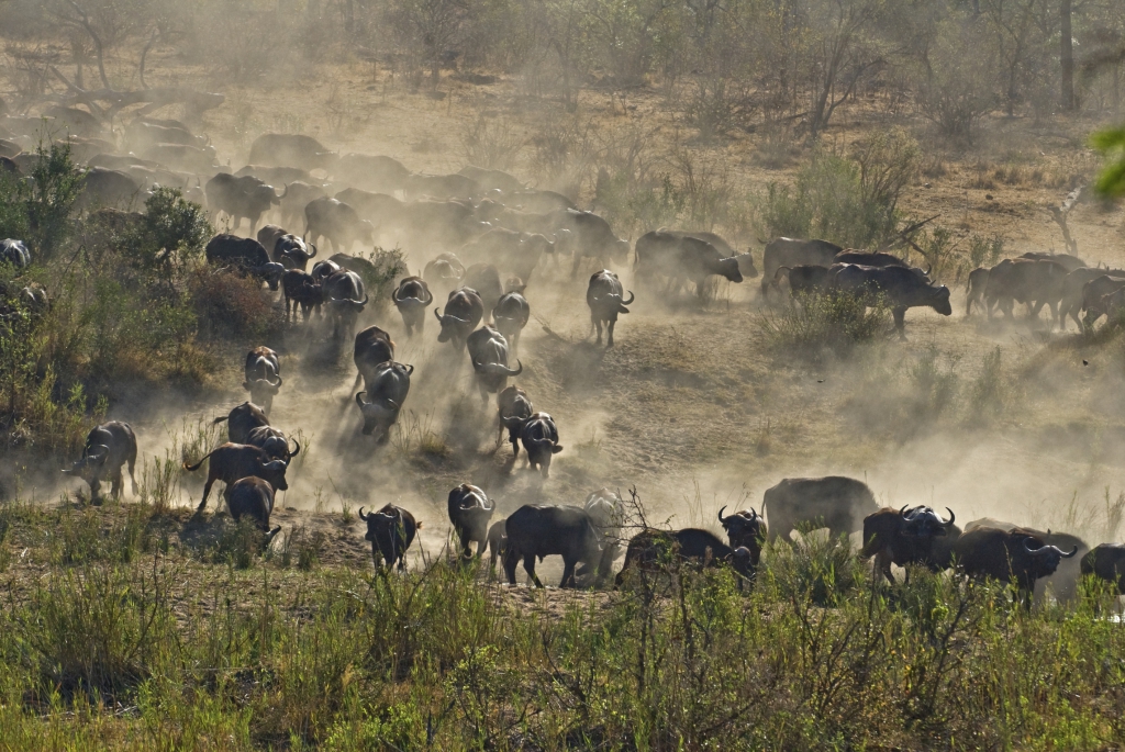 Im Krüger Nationalpark-Südafriika Gruppenreise mit natuerlich-afrika.reisen