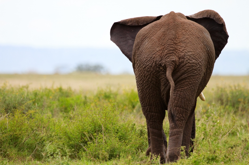 Elefanten auf Camping Safari Tansania mit touringt-afrika.de