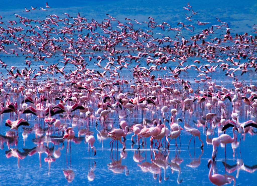 Flamingos am Lake Manyara- Camping Safari Tansania- Tansania Gruppenreise