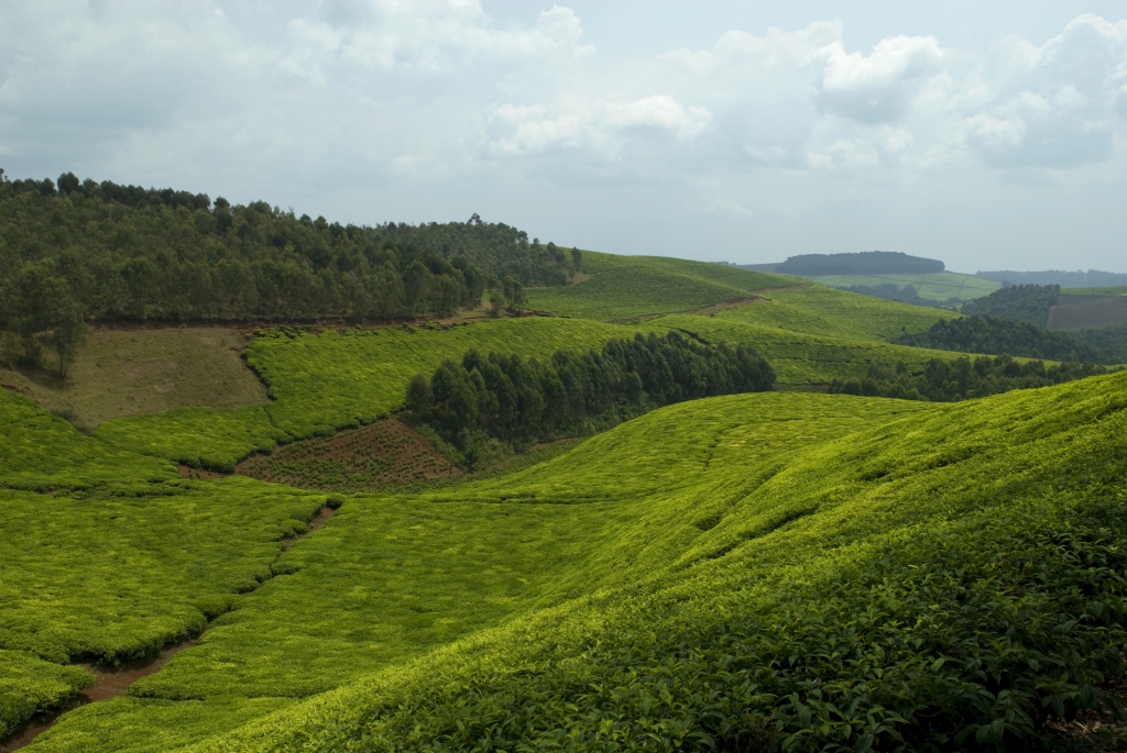 Reisebericht Uganda- Ruanda mit Touring Afrika auf Rundreise