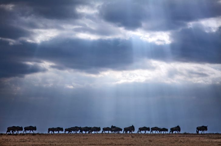 Tierherden auf Individualreise in Namibia erleben