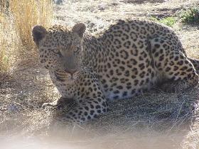 Namibia - Reisebericht - Leopard