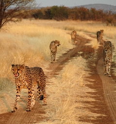 Namibia - Reise - Cheetah's