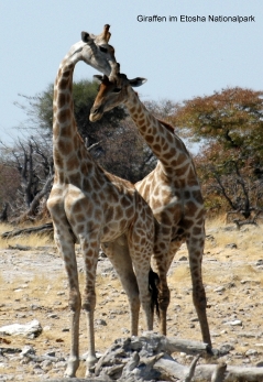 Namibia - Reisebericht - Giraffen