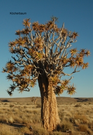 Namibia - Reisen - Köcherbaumwald