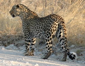Namibia - Reise - Reisebericht
