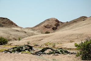 Namibia - Natur - Welwitschia