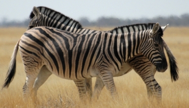 Namibia - Reisen - Etosha Nationalpark